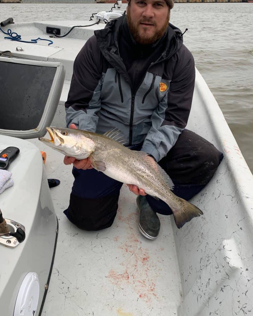 Mobile Bay speckled trout 