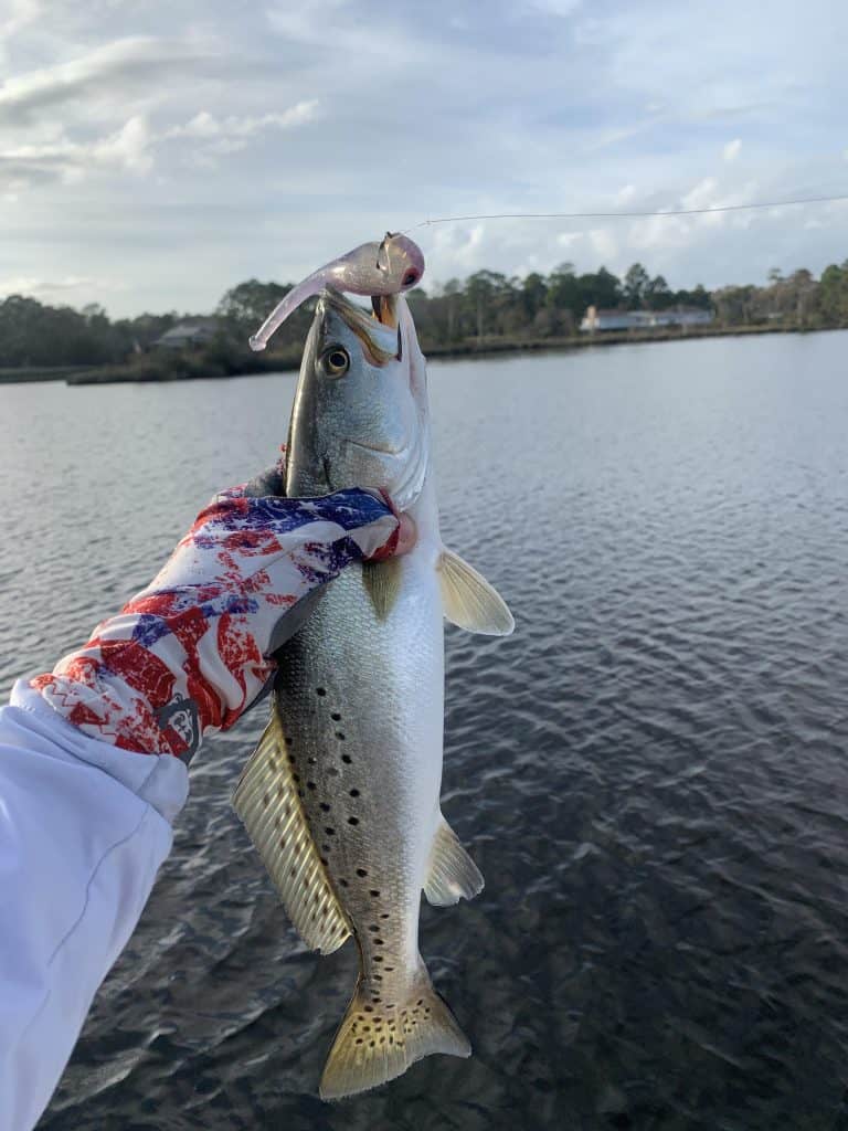 mobile bay speckled trout